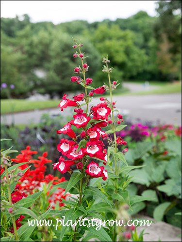 Arabesque red revived the All Americana Selection award.